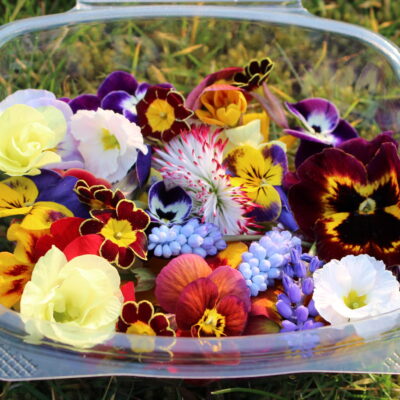 Edible flowers - Spring selection